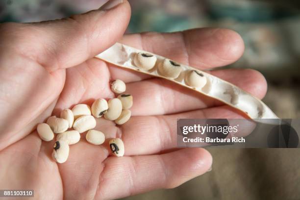 hand holding dried black-eyed peas and pea pod - black eyed peas food stock pictures, royalty-free photos & images