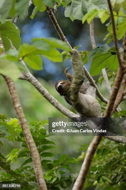 three-toed sloth - cecropia moth stockfoto's en -beelden