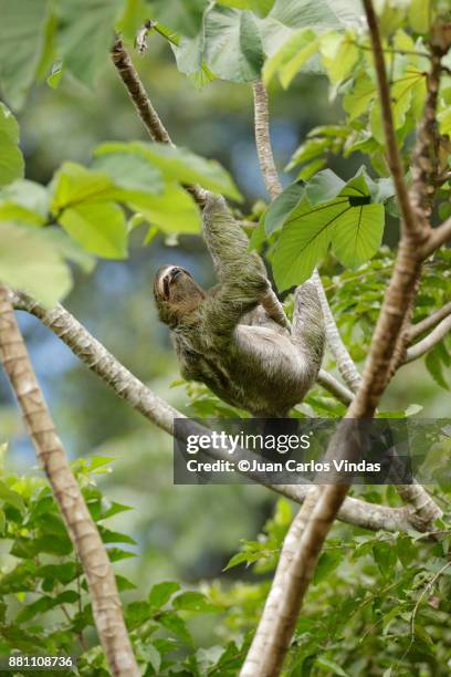 three-toed sloth (bradypus variegatus) - cecropia moth stockfoto's en -beelden