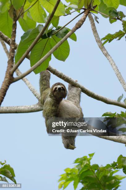 three-toed sloth - cecropia tree stock pictures, royalty-free photos & images