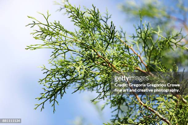 cypress tree close-up - gregoria gregoriou crowe fine art and creative photography stock-fotos und bilder
