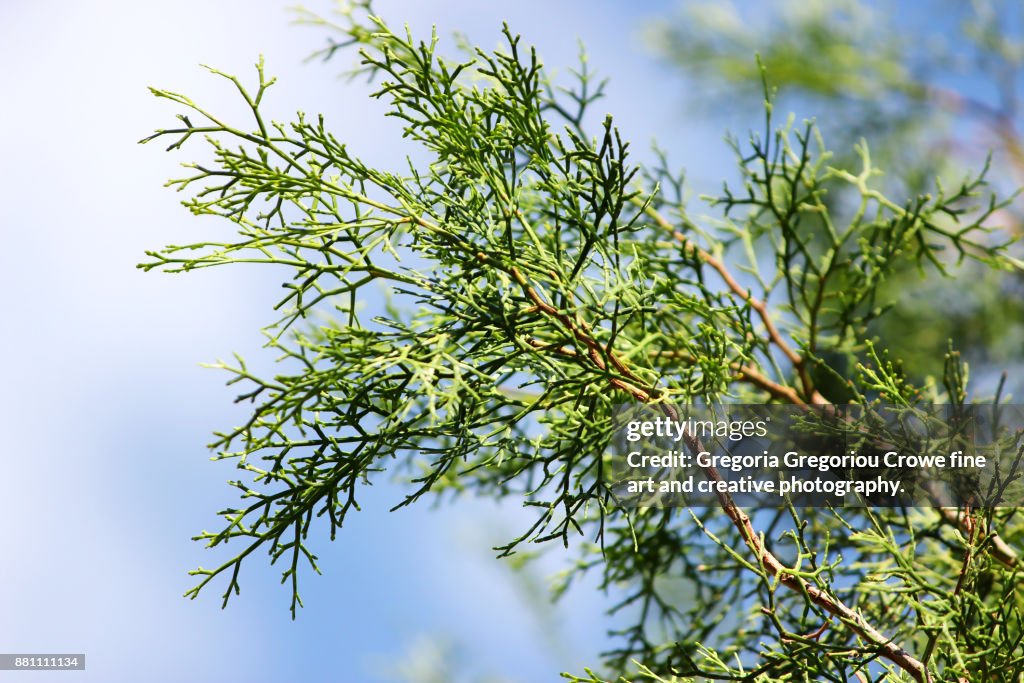 Cypress Tree Close-Up