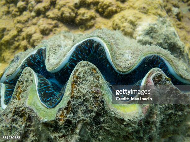 giant clam, whitsunday, queensland, australia - whitsunday islands national park stockfoto's en -beelden