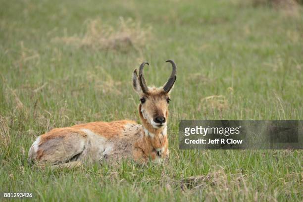 pronghorn in wyoming 4 - pronghorn stock pictures, royalty-free photos & images