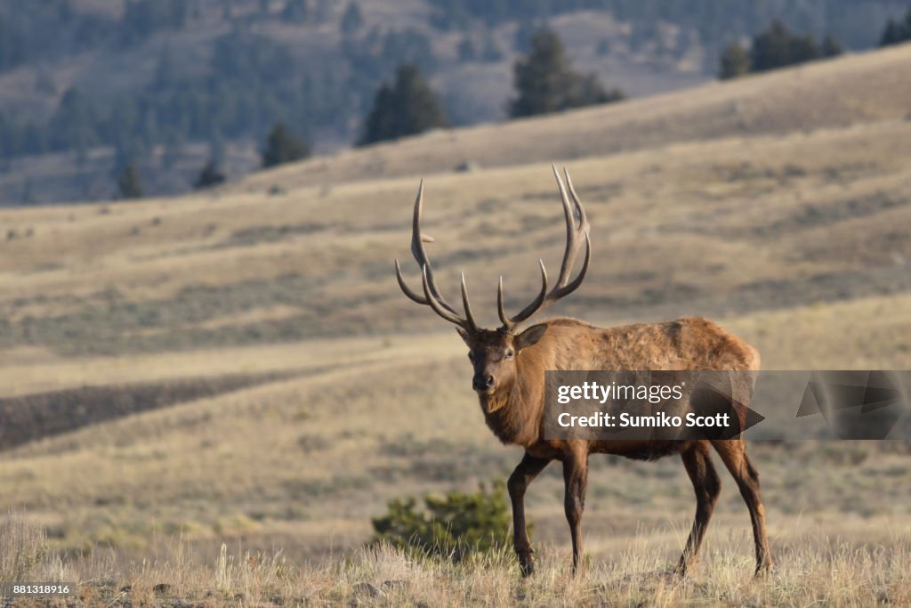 Male elk with beautiful antler, Lamar Valley, Yellowstone National Park