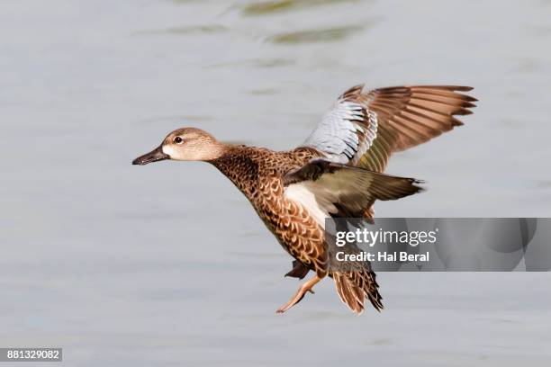 blue-winged teal duck female landing - blue winged teal stock pictures, royalty-free photos & images