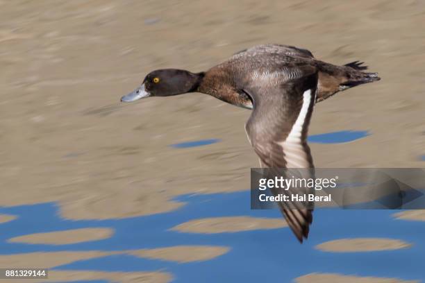 lesser scaup duck female flying - コスズガモ ストックフォトと画像