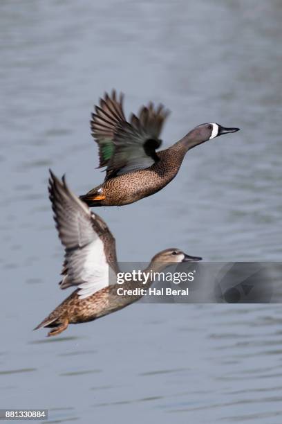 pair of blue-winged teal ducks taking off - blue winged teal stock pictures, royalty-free photos & images