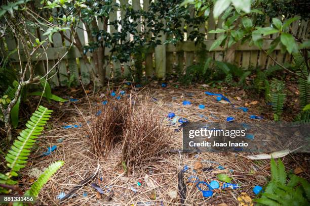 satin bowerbird (ptilonorhynchus violaceus) nest, paluma range national park, queensland, australia - bowerbird bildbanksfoton och bilder