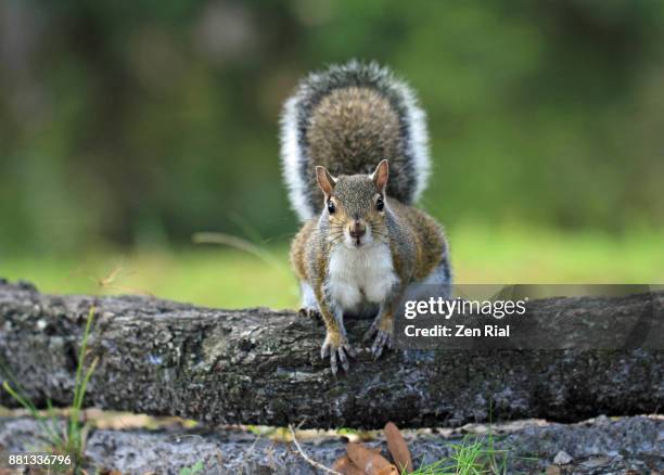 front view of an eastern gray squirrel - sciurus carolinensis - eastern gray squirrel stock-fotos und bilder