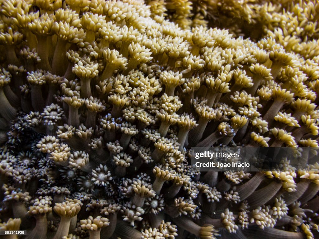 Underwater diving at S.S. Yongala Wreck, Australia
