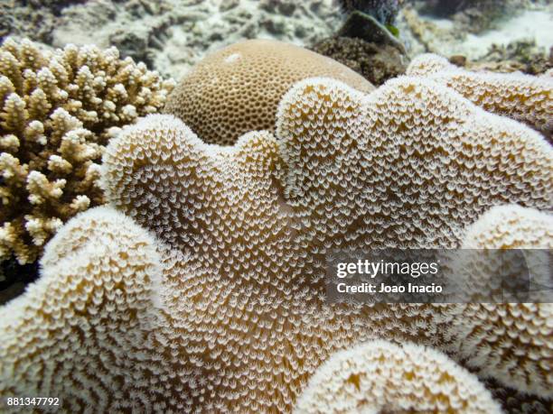 lodestone reef, great barrier reef, australia - great barrier reef marine park stock-fotos und bilder