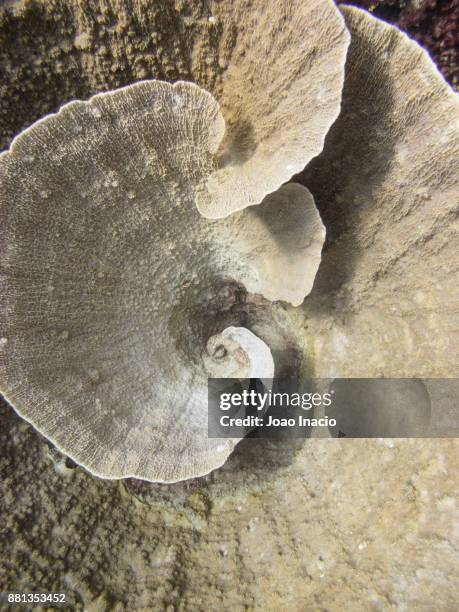 hastings reef, australia - great barrier reef marine park stock-fotos und bilder