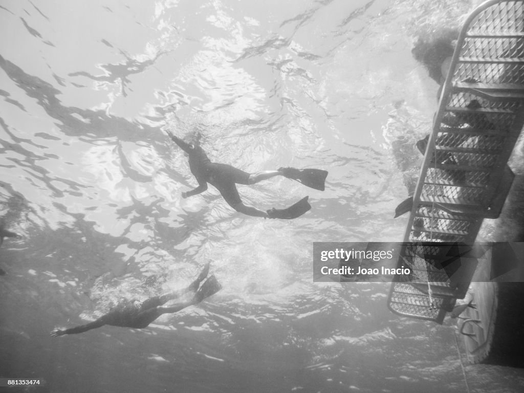 Snorkeling at Hastings Reef, Australia
