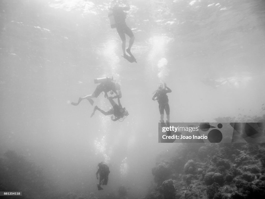 Scuba diving, Hastings Reef, Australia