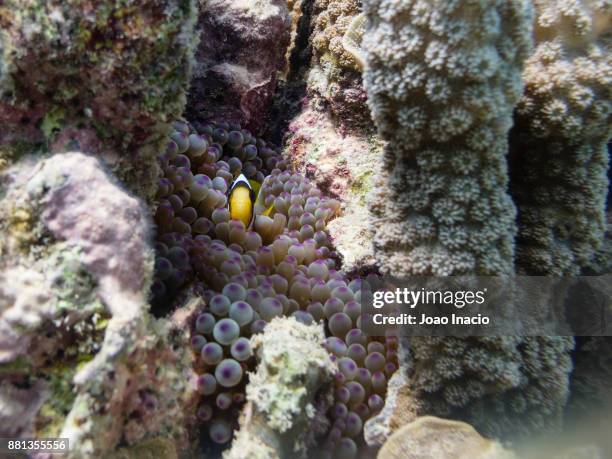 clown fish, coral garden, saxon reef, australia - great barrier reef marine park stock-fotos und bilder