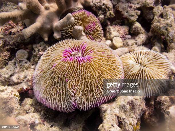 coral garden, saxon reef, australia - great barrier reef marine park stock-fotos und bilder