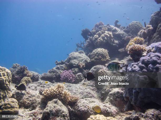 coral garden, saxon reef, australia - great barrier reef marine park stock-fotos und bilder