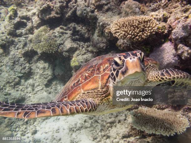 green turtle, coral garden, saxon reef, australia - great barrier reef marine park stock-fotos und bilder