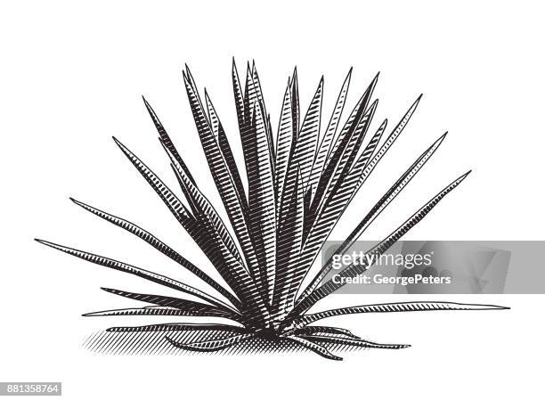 entdecken mexiko. blaue agave pflanze gravur - sukkulente stock-grafiken, -clipart, -cartoons und -symbole