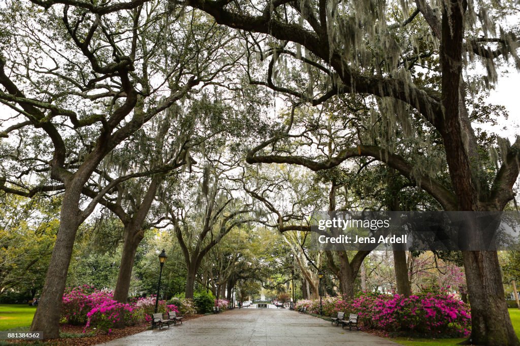 Savannah Georgia Trees