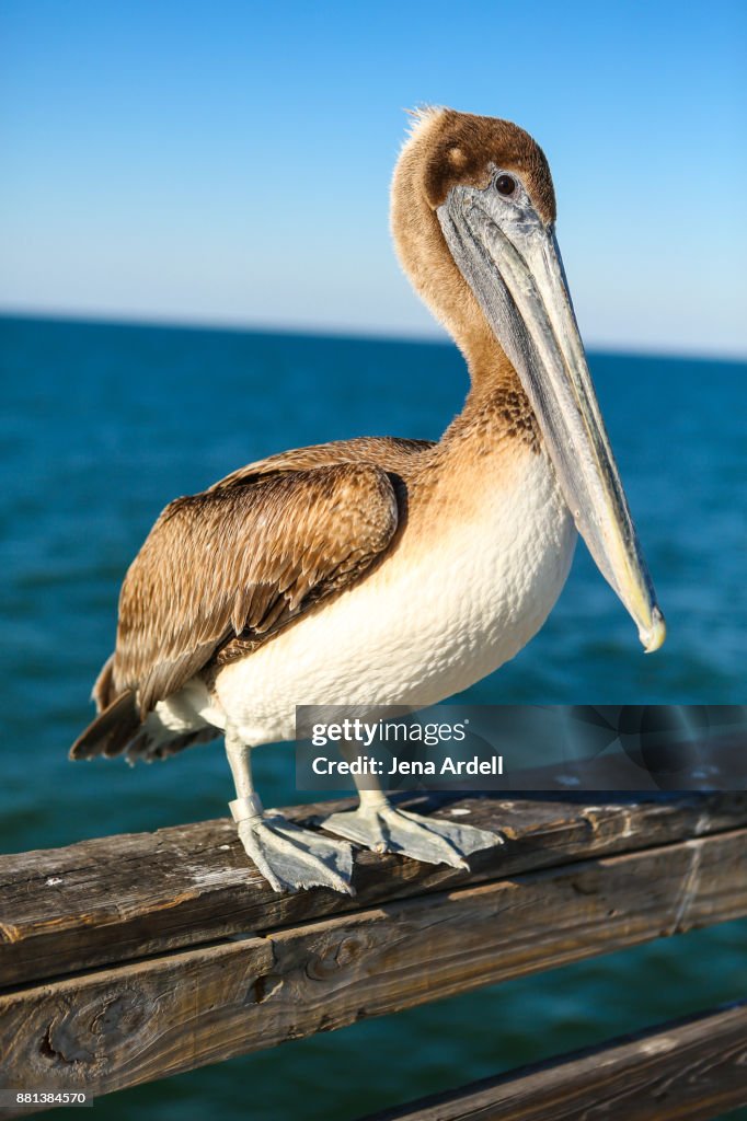 Pelican On Pier