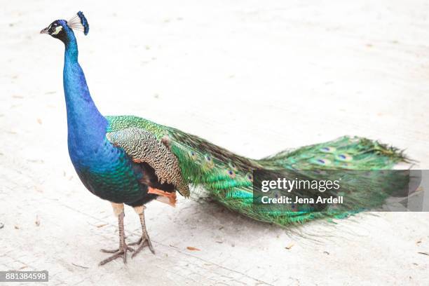 peacock with lowered tail feathers - peacock stock pictures, royalty-free photos & images
