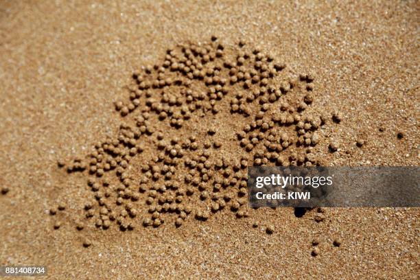 sand crabs dig holes in the sand beach - wenkkrab stockfoto's en -beelden