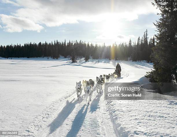 dog sledge - hondensleeën stockfoto's en -beelden