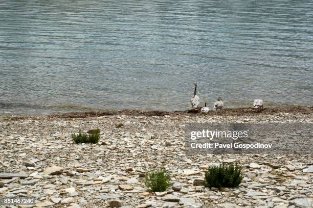 protected bar-headed geese (anser indicus) at tso moriri lake, ladakh, india - anser indicus stock pictures, royalty-free photos & images