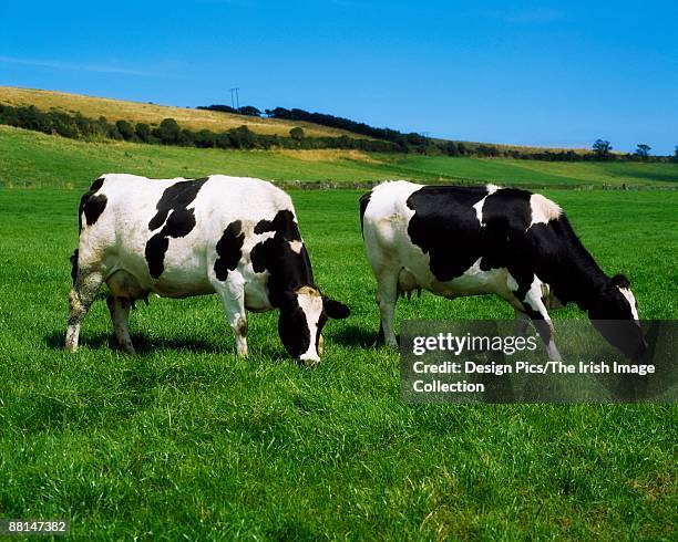 holstein-friesian cattle, co cork, ireland - holstein friesian stockfoto's en -beelden