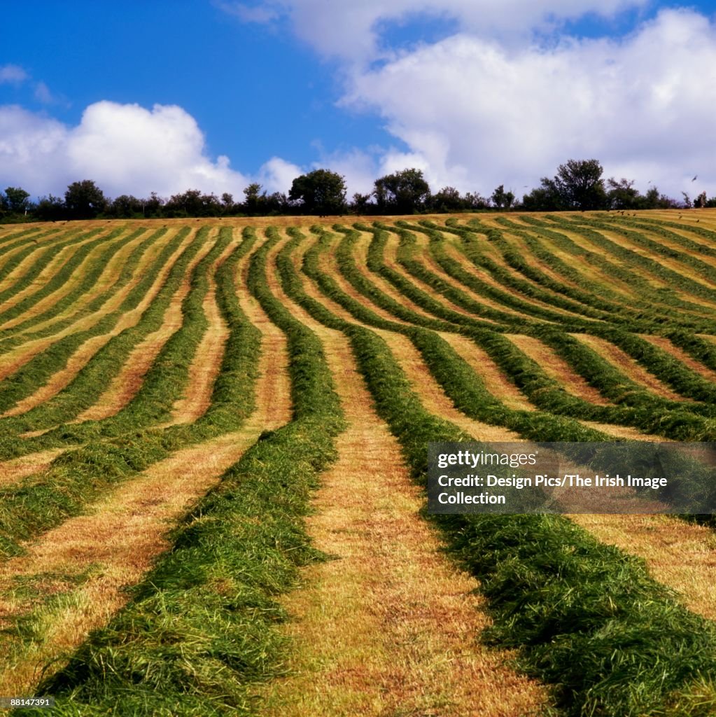 Rows Of Grass For Silage Ireland High-Res Stock Photo - Getty Images