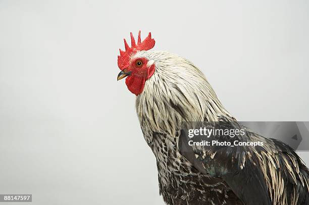 portrait of cockerel - rooster 個照片及圖片檔