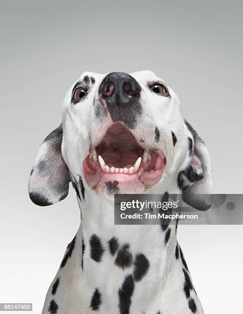 close up of a dalmatian dog. - ladrando fotografías e imágenes de stock