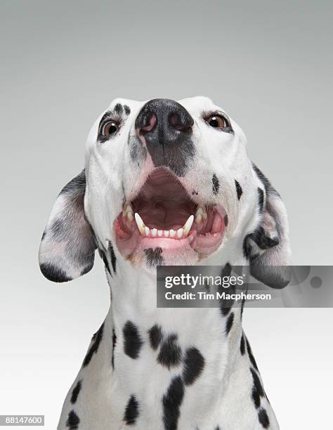 close up of a dalmatian dog. - dalmatian stock pictures, royalty-free photos & images