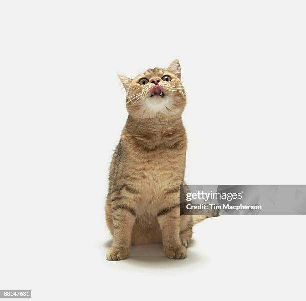 close up of cat - cat tongue stock pictures, royalty-free photos & images