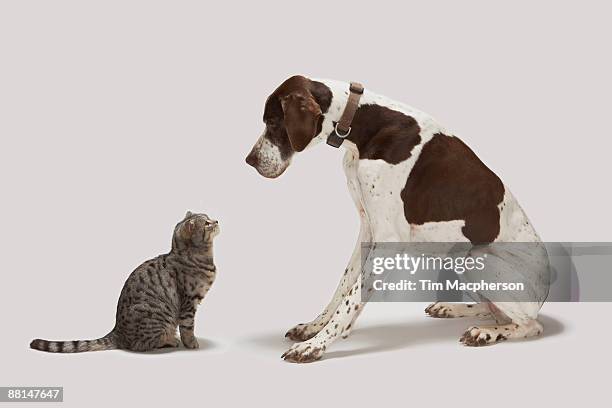 pointer looking down at cat. - chat et chien photos et images de collection