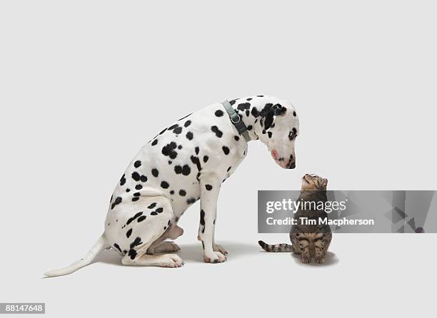 a dog looking at a cat - dalmatian fotografías e imágenes de stock