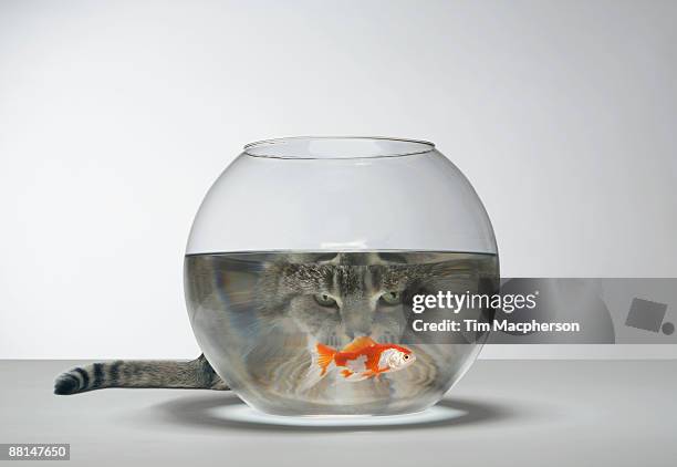 cat looking at fish bowl - crouching cat stock-fotos und bilder