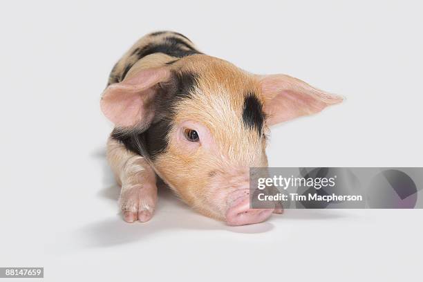 detail of piglet - piglet white background fotografías e imágenes de stock