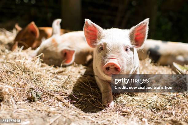 front view closeup of black and white spotted piglet on hay on a sunny day - cerdito fotografías e imágenes de stock