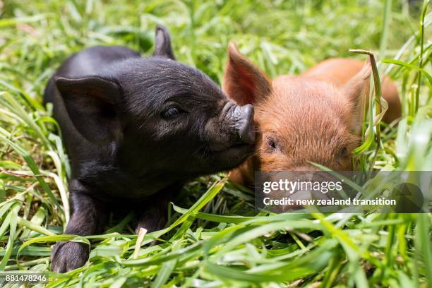 Piglets In Spring Black Piglet Photos and Premium High Res Pictures - Getty Images