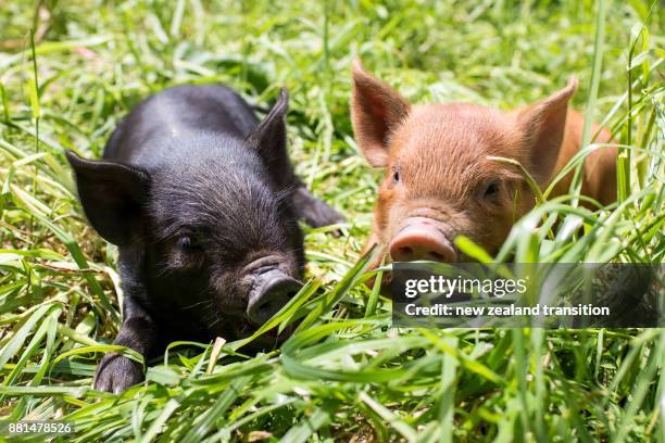 Piglets In Spring Black Piglet Photos and Premium High Res Pictures - Getty Images