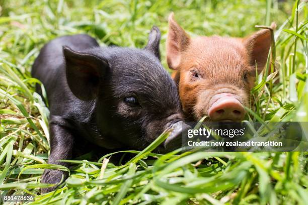 Piglets In Spring Piglet Grass Photos and Premium High Res Pictures - Getty Images