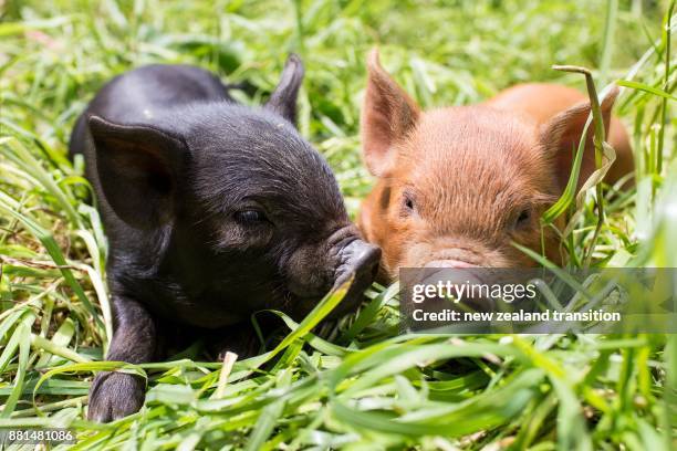 Piglets In Spring 345 Black Piglet Stock Photos, High-Res Pictures, and Images - Getty Images