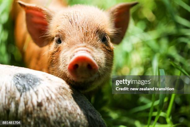 front view of brown piglet in grass on a sunny day - pollo ruspante foto e immagini stock