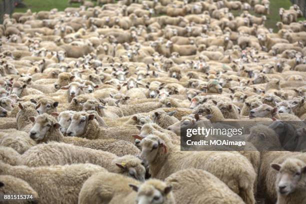 flock of sheep on the farm - kudde schapen stockfoto's en -beelden