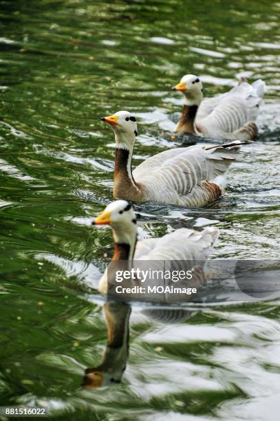 three anser indicus in the water,new zealand - anser indicus stock pictures, royalty-free photos & images