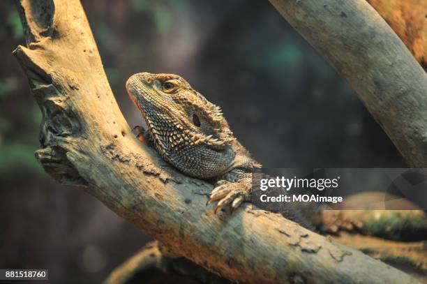 a pogoda vitticeps(bearded dragon) resting on a piece of wood - bearded dragon - fotografias e filmes do acervo