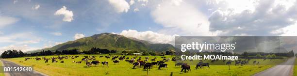 panoramic-ranch in south island new zealand - new zealand cow foto e immagini stock